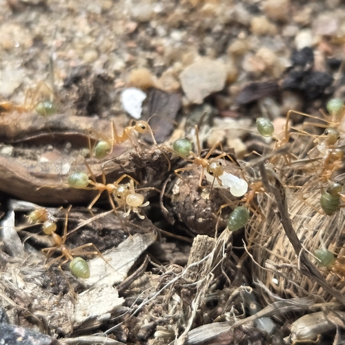 Asian Weaver Ant