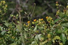 Senecio quinquelobus