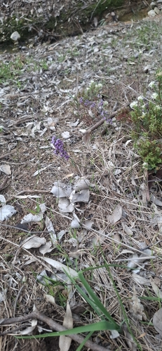 common hovea