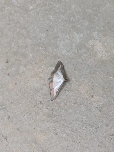 Box Tree Moth