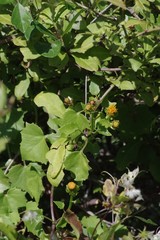Senecio quinquelobus