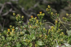 Senecio quinquelobus