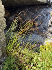Luzula alpinopilosa, photograph (c) Katrin Simon, some rights reserved (CC BY)
