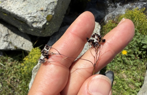 Luzula alpinopilosa, photograph 6