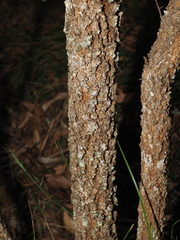 Petalostigma pubescens, photograph (c) Lucas Christofides, some rights reserved (CC BY)