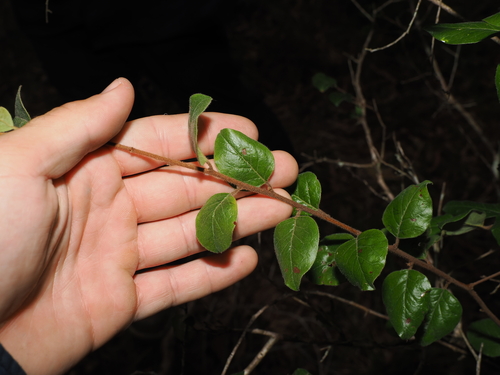 Petalostigma pubescens, photograph 1