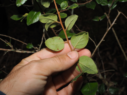 Petalostigma pubescens, photograph 2