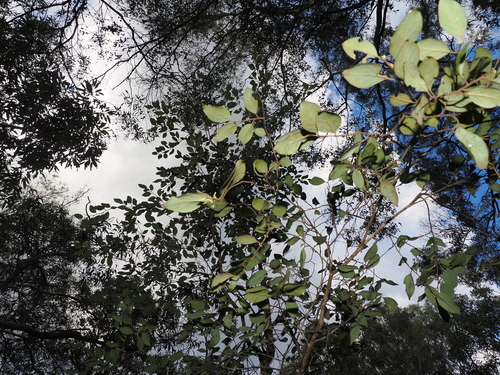 Petalostigma pubescens, photograph 4