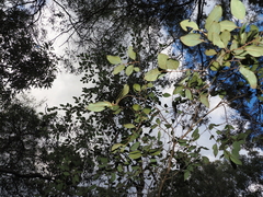 Petalostigma pubescens, photograph (c) Lucas Christofides, some rights reserved (CC BY)