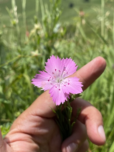 Dianthus caucaseus