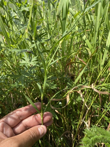 Dianthus caucaseus, photograph 3