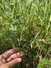 (c) Наталья Пикалова, some rights reserved (CC BY) Dianthus caucaseus, photograph (c) Наталья Пикалова, some rights reserved (CC BY)