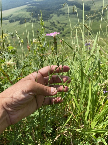 Dianthus caucaseus, photograph 4