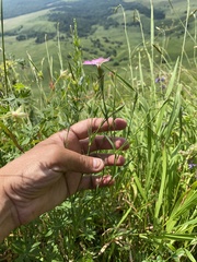 (c) Наталья Пикалова, some rights reserved (CC BY) Dianthus caucaseus, photograph (c) Наталья Пикалова, some rights reserved (CC BY)