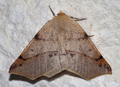 Caripeta triangulata