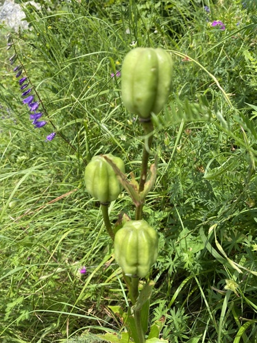 Lilium monadelphum, photograph 1