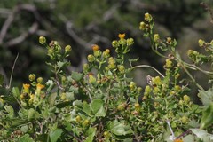 Senecio quinquelobus