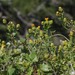 Senecio quinquelobus - Photo (c) Craig Peter, some rights reserved (CC BY-NC), uploaded by Craig Peter