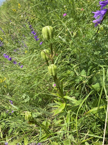 Lilium monadelphum, photograph 2
