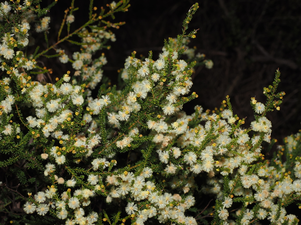 Acacia brunioides; photograph (c) Lucas Christofides, some rights reserved (CC BY)