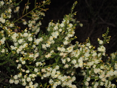 Acacia brunioides