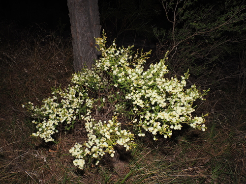 Acacia brunioides, photograph 2