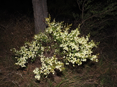 (c) Lucas Christofides, some rights reserved (CC BY) Acacia brunioides, photograph (c) Lucas Christofides, some rights reserved (CC BY)