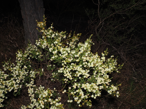 Acacia brunioides, photograph 1