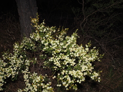 (c) Lucas Christofides, some rights reserved (CC BY) Acacia brunioides, photograph (c) Lucas Christofides, some rights reserved (CC BY)