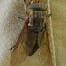 Tabanus calens - Photo (c) Matthew O'Donnell, algunos derechos reservados (CC BY-NC-SA), uploaded by Matthew O'Donnell