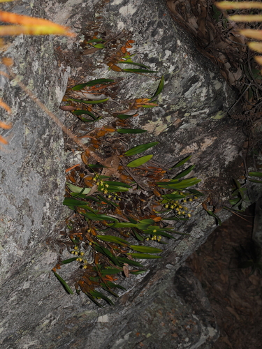 Dendrobium monophyllum, photograph 3