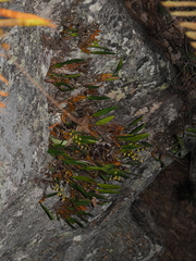 Dendrobium monophyllum, photograph (c) Lucas Christofides, some rights reserved (CC BY)