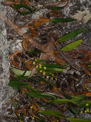 Dendrobium monophyllum