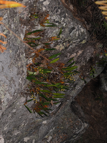 Dendrobium monophyllum, photograph 2