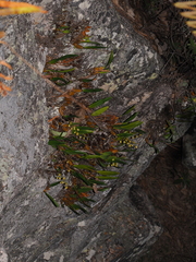 Dendrobium monophyllum, photograph (c) Lucas Christofides, some rights reserved (CC BY)