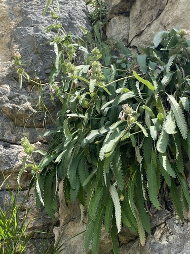 Betonica nivea, photograph 4