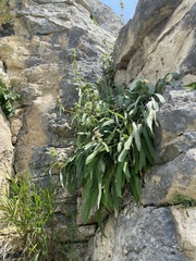 Betonica nivea, photograph (c) Наталья Пикалова, some rights reserved (CC BY)