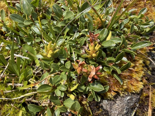 Salix retusa, photograph 4