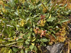 Salix retusa, photograph (c) Katrin Simon, some rights reserved (CC BY)