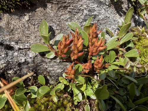 Salix retusa, photograph 5