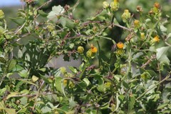 Senecio quinquelobus