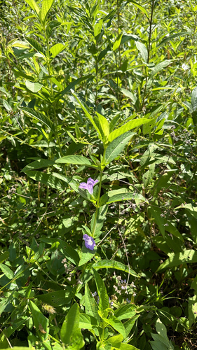 smooth ruellia