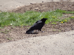 Corvus corone