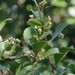 White Forest Spikethorn - Photo (c) Craig Peter, some rights reserved (CC BY-NC), uploaded by Craig Peter