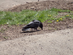 Corvus corone