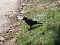 Corvus corone