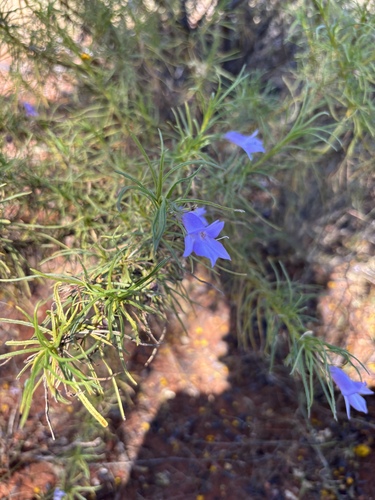 Charleville Turkey Bush