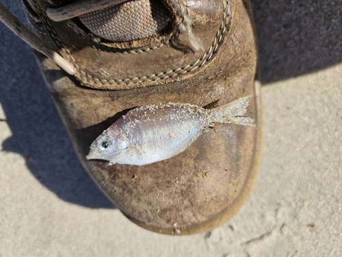 Lowfin (Parequula melbournensis) — Gerreidae — 2