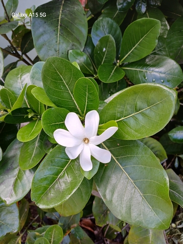 Gardenia taitensis observed 2026-07-31