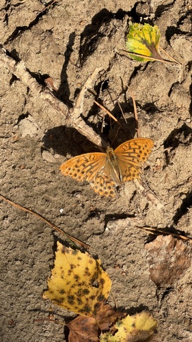 Silver-washed Fritillary